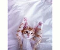 Kitty Relaxing