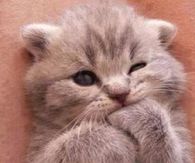 Cutest Kitten