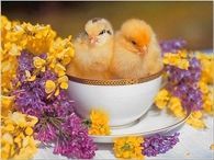 Easter Chicks