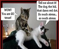 Cat Massage