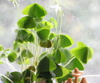 Leprechaun garden