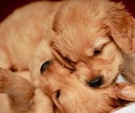 Little Puppies