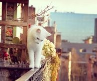 Exploring the City