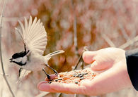 For the birds