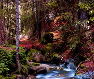Misty streams