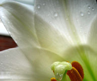 Floral closeup