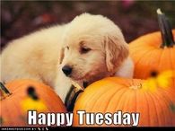 Happy Tuesday