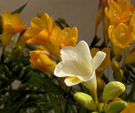 White and yellow flowers