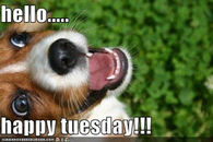 hello happy tuesday