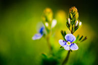 Budding flower