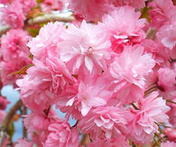 Pink flowers