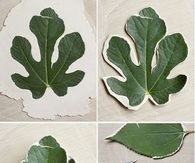DIY Leaf Bowls