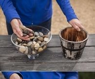 How to grow flower bulbs in water