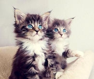 Cute kittens