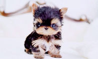Teacup Yorkie