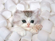 Marshmallow Kitten