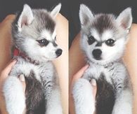 Puppy Husky