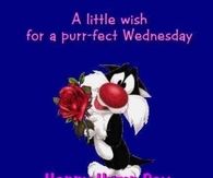 Happy Hump Day