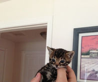 Cutest Kitten