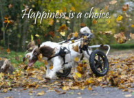 Happiness is a choice