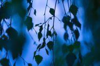 Calming light of the moon