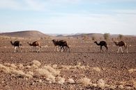 Camels in Morocco
