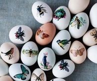 Exquisite eggs