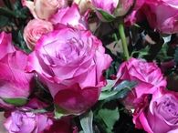 Perfect roses