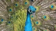 Close up peacock
