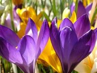 Crocus flowers
