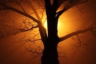 Light and branches