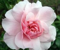 Blooming rose