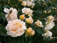 Cream roses
