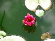 Lotus blossom