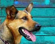 German Shepherd