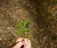 New life