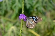 Blue and black butterfly