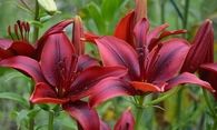 Blooming red flowers