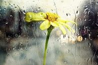 Yellow flower in the rain