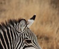 Zebra head