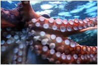 Octopus cups