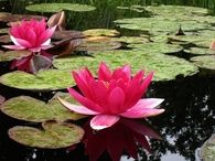 Pink water lilies