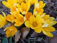 Yellow crocus flowers