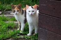 Pair of kittens