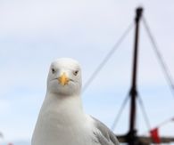 Seagull close up