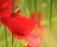 Wild poppies