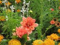 Spring in bloom
