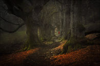 The child in the forest