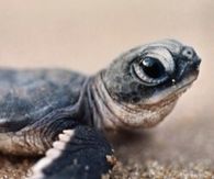 Cute Turtle