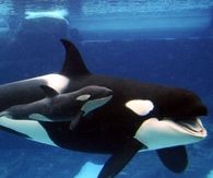 Whales